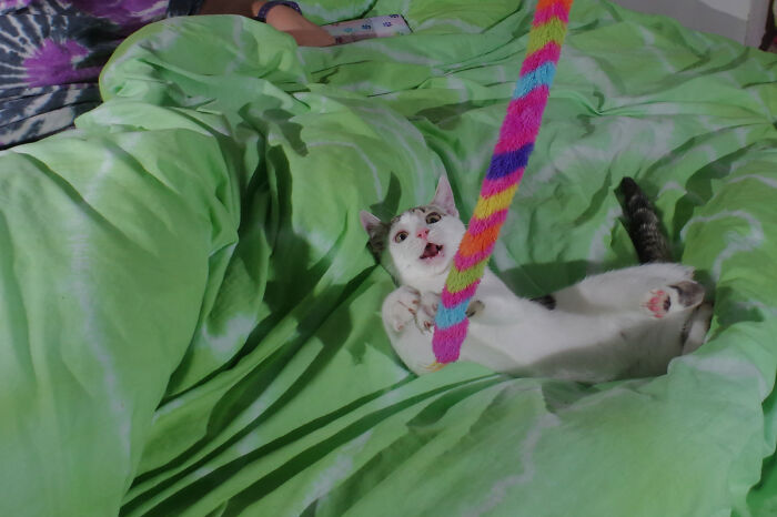 Our Story Of Adopting Two Feral Kittens