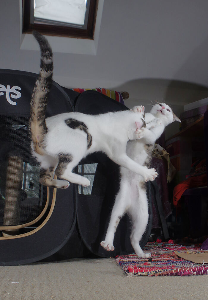 Our Story Of Adopting Two Feral Kittens