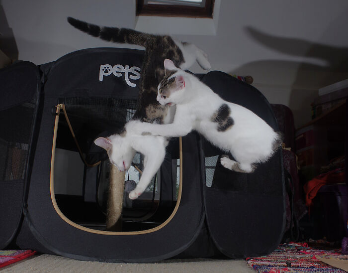 Our Story Of Adopting Two Feral Kittens