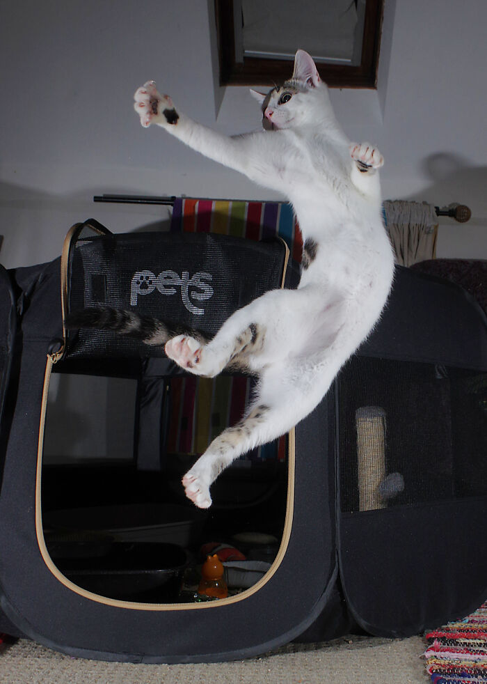 Our Story Of Adopting Two Feral Kittens