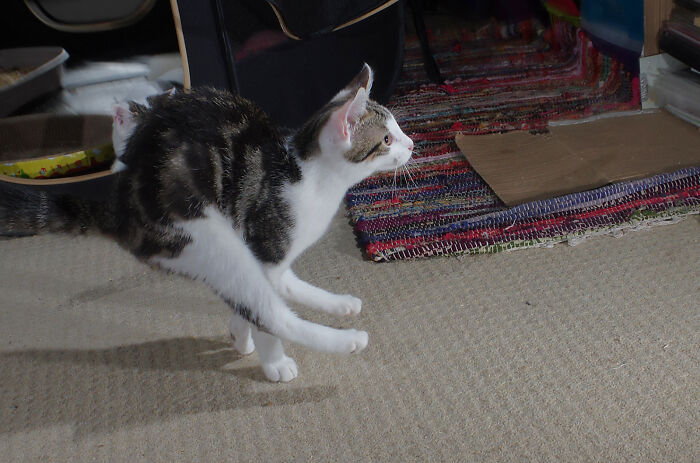 Our Story Of Adopting Two Feral Kittens