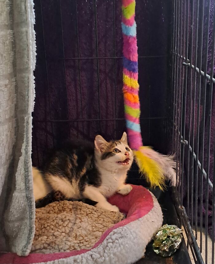 Our Story Of Adopting Two Feral Kittens