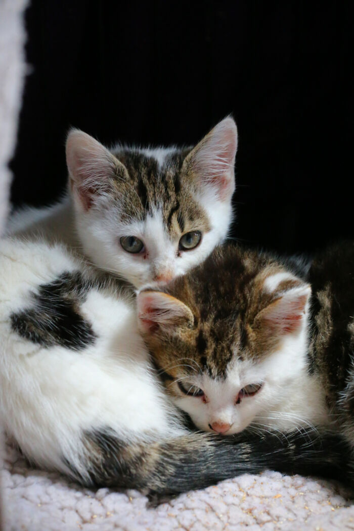 Our Story Of Adopting Two Feral Kittens