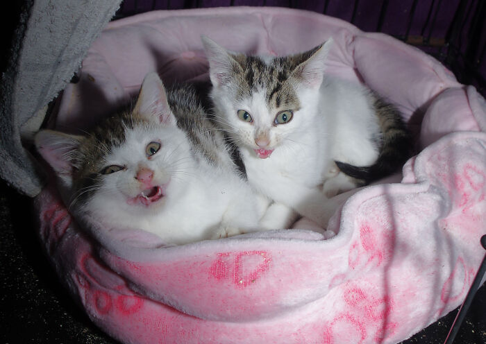 Our Story Of Adopting Two Feral Kittens Our Story Of Adopting Two Feral Kittens