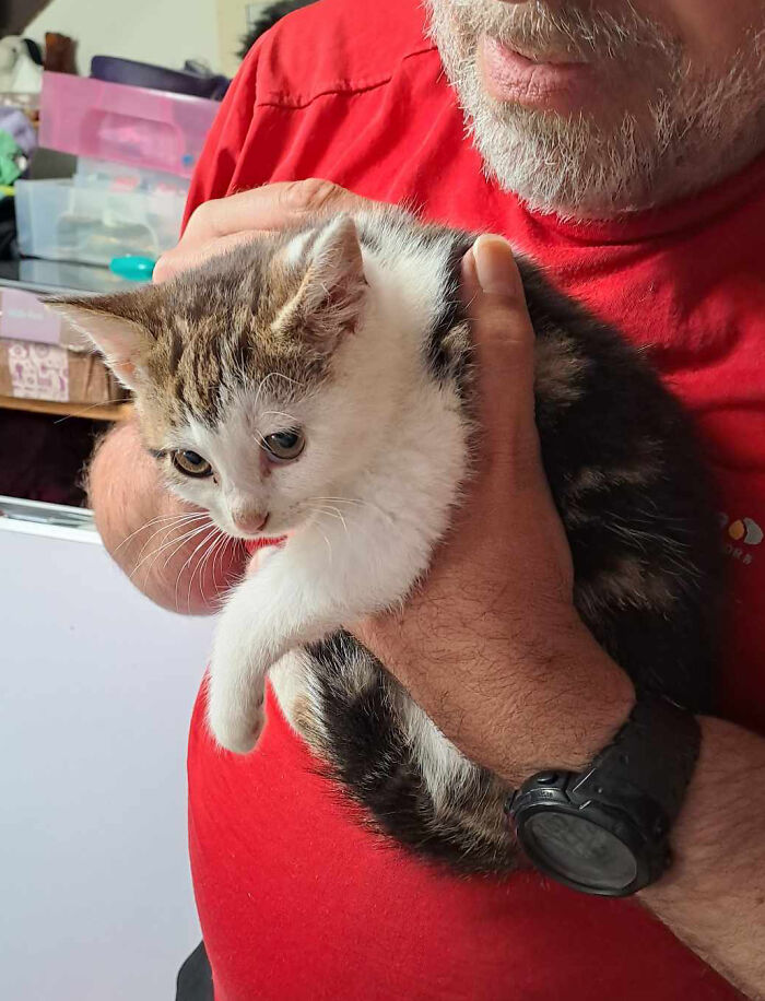 Our Story Of Adopting Two Feral Kittens Our Story Of Adopting Two Feral Kittens