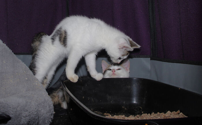 Our Story Of Adopting Two Feral Kittens Our Story Of Adopting Two Feral Kittens