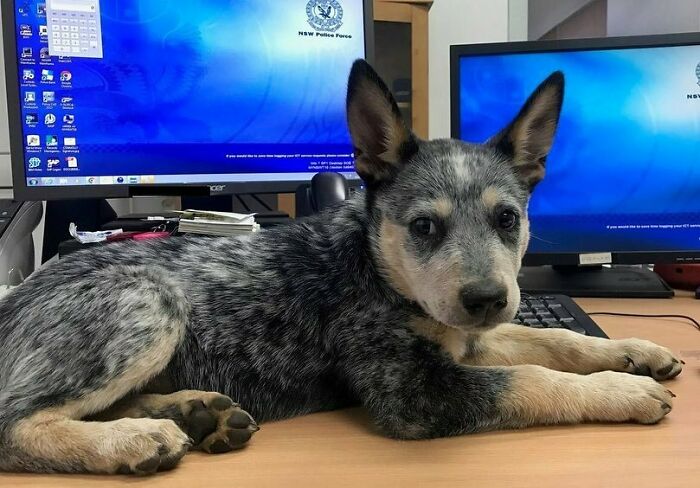 We're Very Excited To Introduce The Latest Addition To The Nsw Police Force, Jem