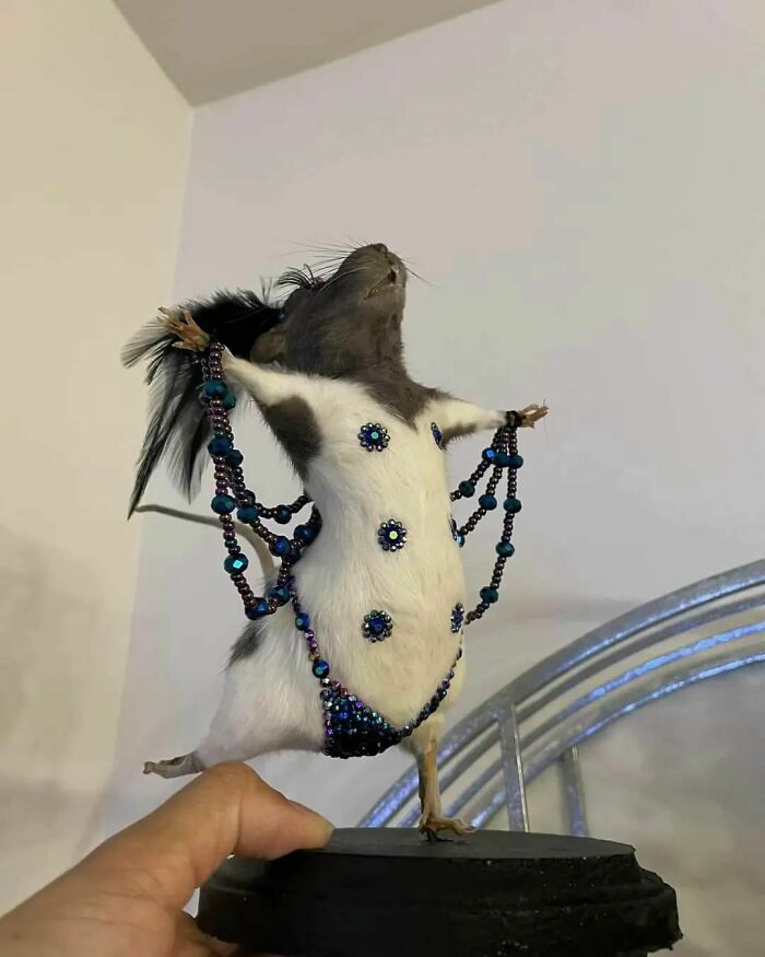I Made Eye Contact With This Amazing Piece From Across The Hall. It Was Love At First Sight. Taxidermy Burlesque Rat. Best Purchase I’ve Ever Made Rat Is Made By Showtime Taxidermy!