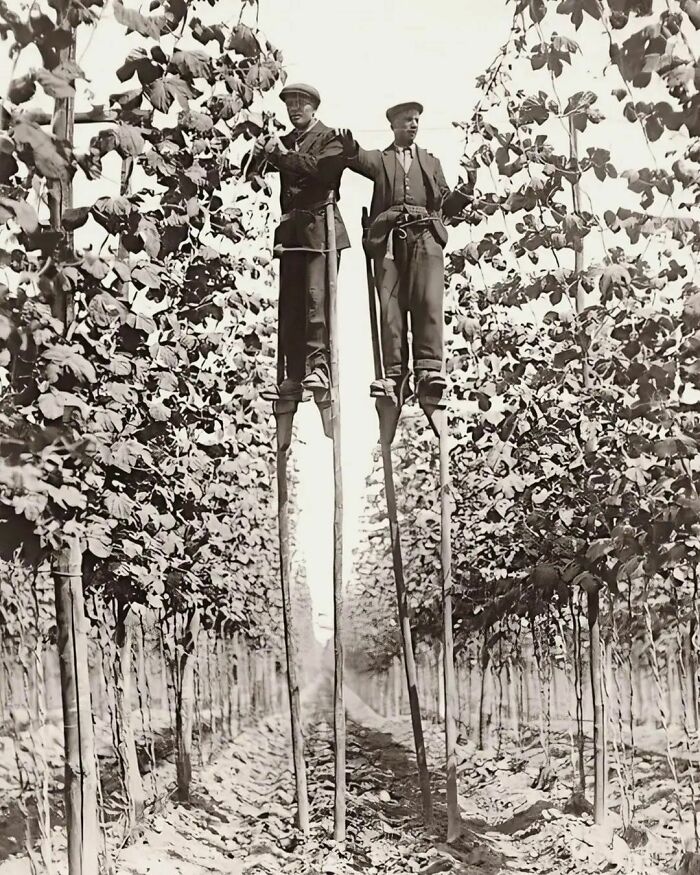 Recolectores de lúpulo subidos a zancos en Inglaterra, 1920