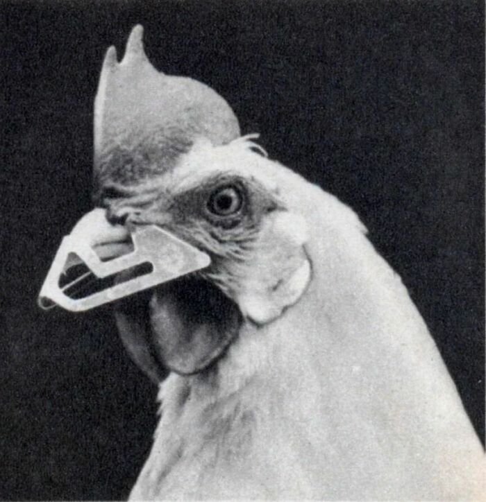 A Protective Device To Cover The Chickens Beak Allowing It To Eat But Not To Hurt Others Or Itself, 1938