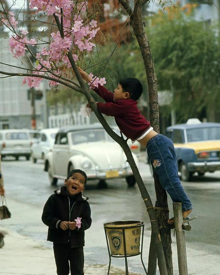 Young Boys Decorate Bare Tree With Plastic Blossoms Near Busy Street, Naha, Okinawa, Japan, 1963. Photo By Winfield Parks