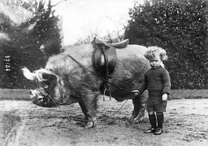 Boy With His Boar, 1930