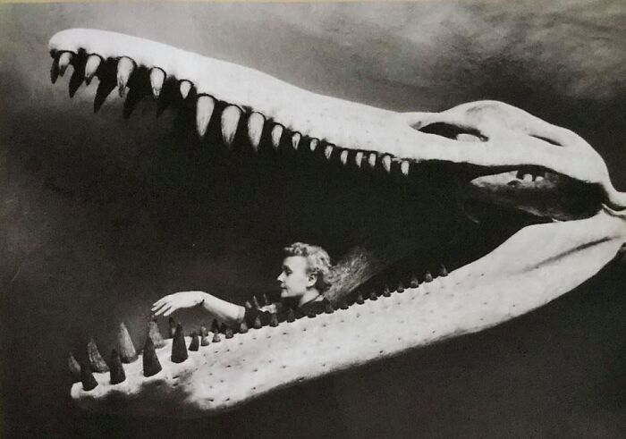 Photographer Unknown, Possibly Paleontologist Alfred Romer. Nelda Wright In The Skull Of A Kronosaurus, 1958. Harvard University Archives