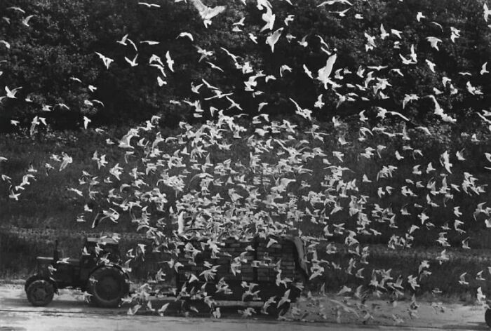 Seagulls, Estonia, 1970s. Photo By Georgiy Zelma