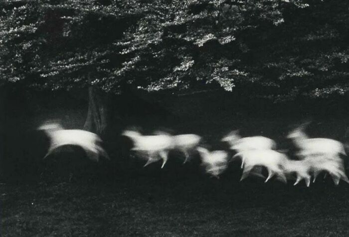 Running White Deer, County Wicklow, Ireland, 1967. Photo By Paul Caponigro