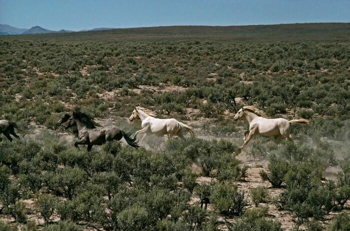 USA, Nevada, 1977. Wild Horses