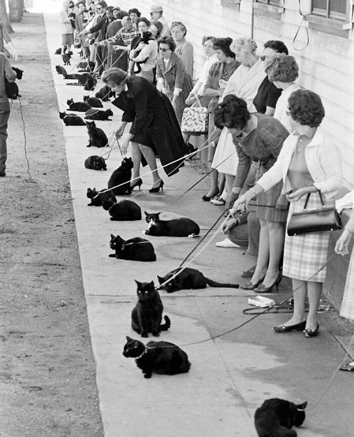 Black Cat Auditions In Hollywood (1961)