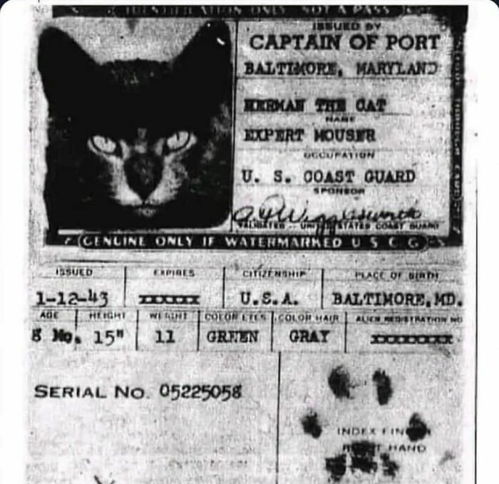 Cats That Sailed On Ships Until The Mid-20th Century To Catch Rodents Had Passports Signed With Their Paw Prints