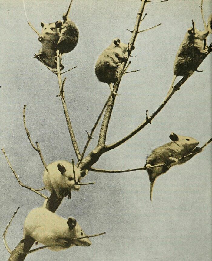 A Tree Full Of Baby Opossums, 1958. By: Charles Philip Fox