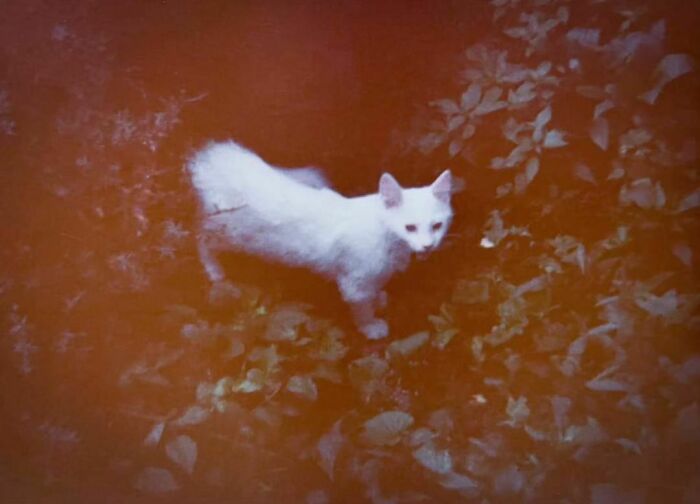 Love This Photo. It’s So Dark And Otherworldly, Like A Little Fairy-Cat Captured At Dusk. 1960s