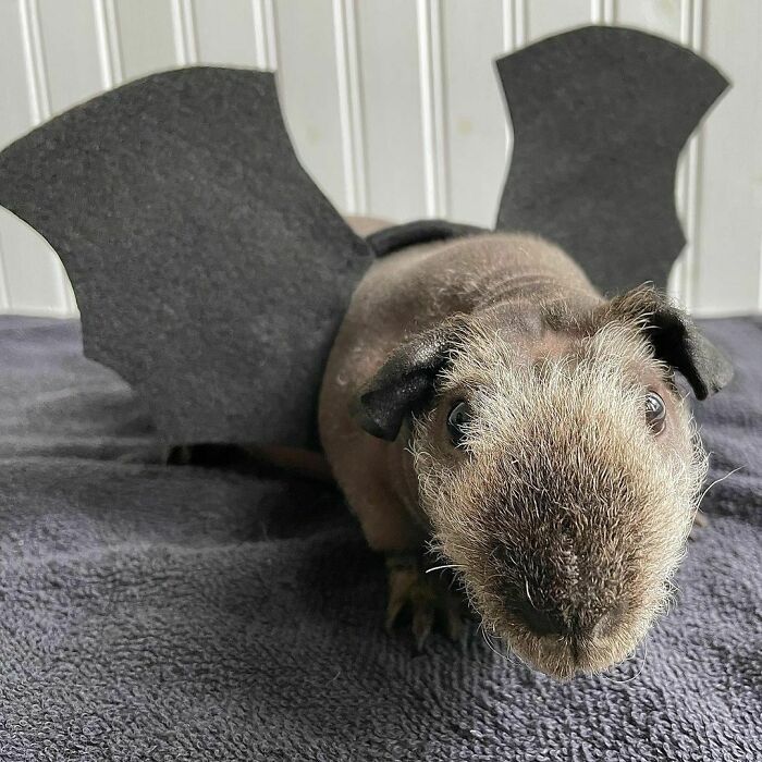 Our Costume Theme This Year Is Night-Time Pollinators. Aren’t I The Cutest Bat You’ve Ever Seen?