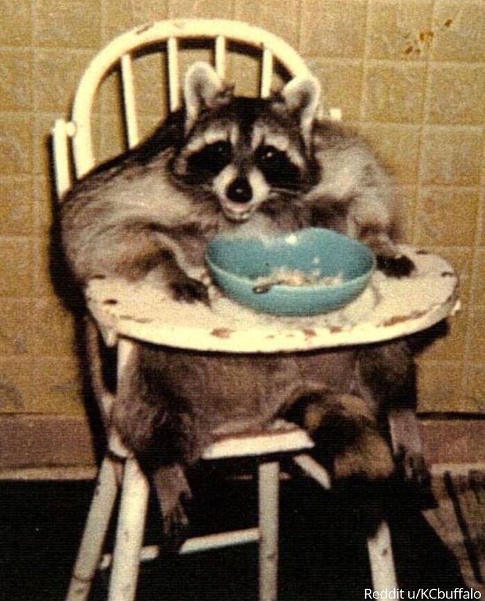 My Family’s Pet Raccoon 'Jodi' Circa 1986. His Favorite Food Was Strawberry Ice Cream