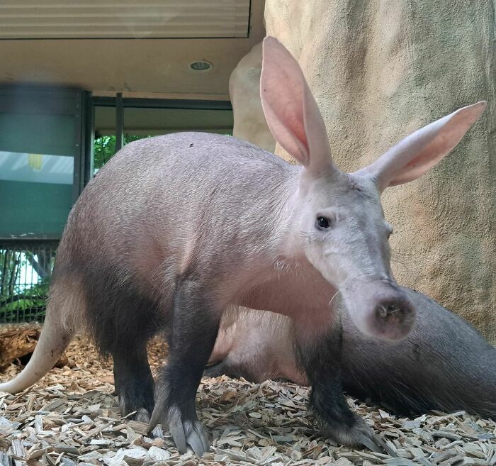 Un cerdo hormiguero en el Zoo