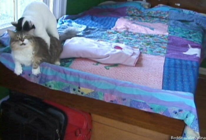My Dad Hid A Camera To Find Out Why The Cats Kept Sneaking Into My Old Bedroom After I'd Left For College