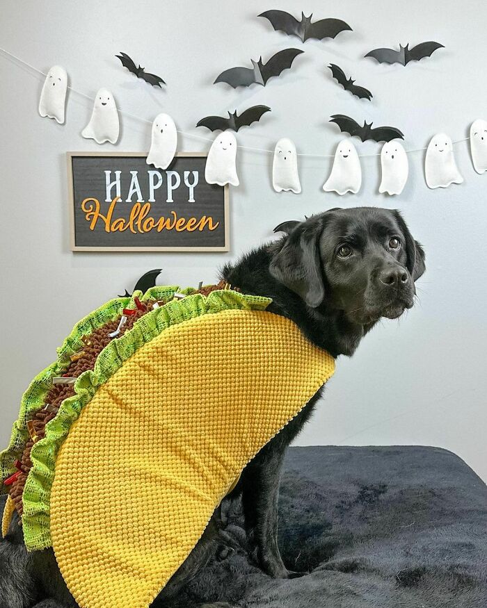 Sophie Says It’s Very Unfair That She Has To Dress Up Like A Taco But Is Not Allowed To Eat A Taco