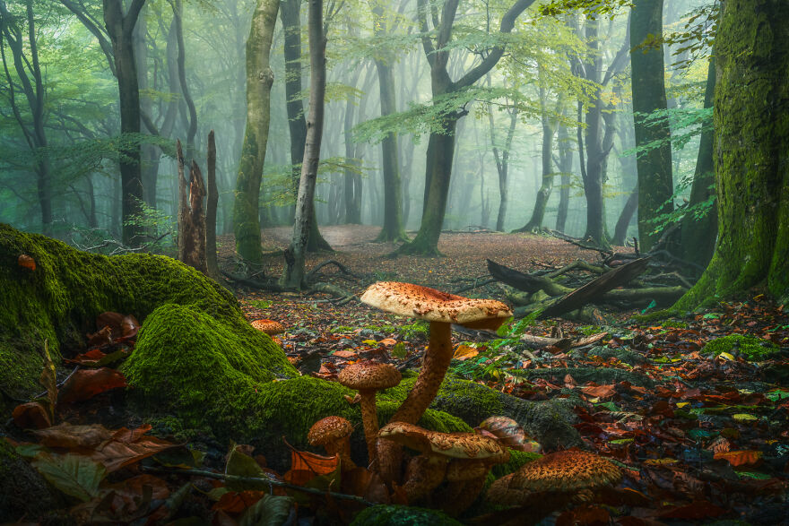 Photograph of mushrooms in a forest
