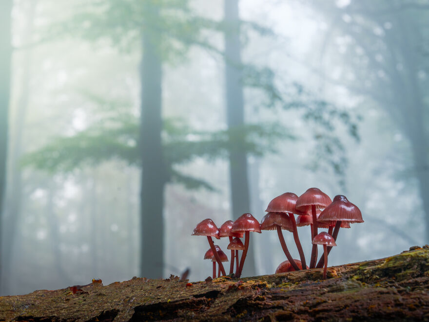 Photograph of mushrooms in a forest