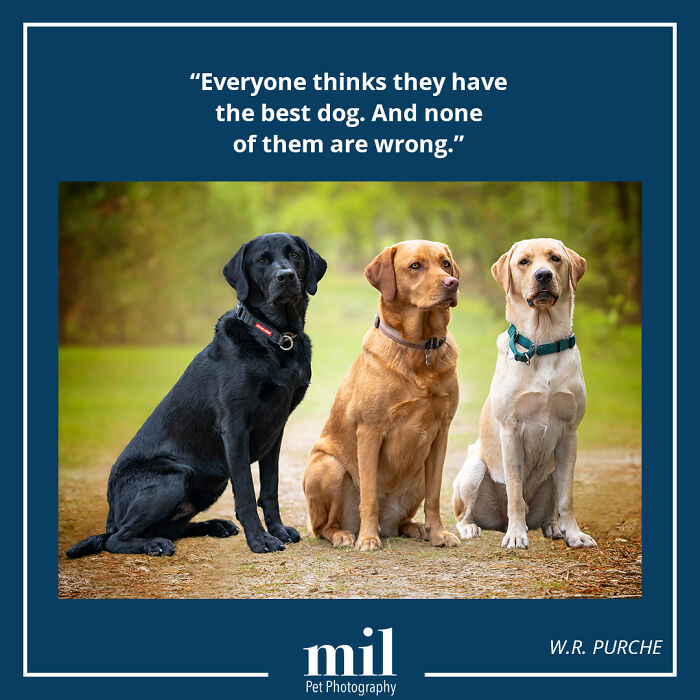 A picture of three dogs with a motivational quote