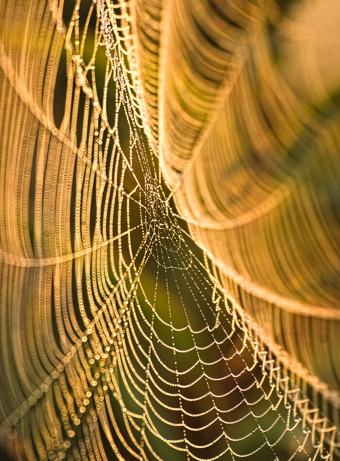 A Spider Web After Sunrise