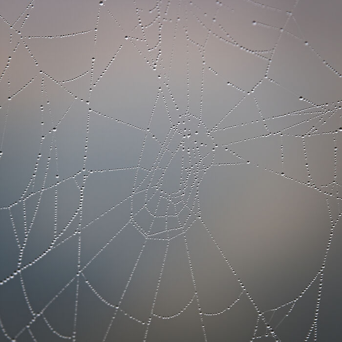 Spider Web Before Sunrise