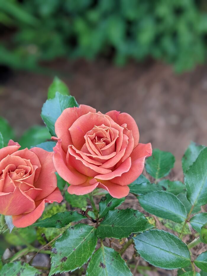 Georgia Rose Garden