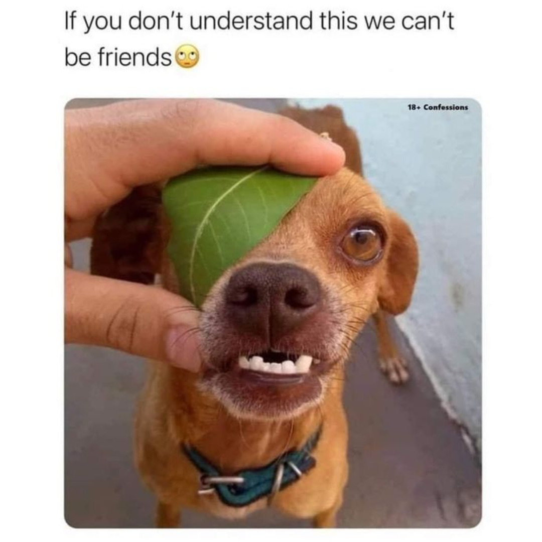 Funny Daily Memes For You