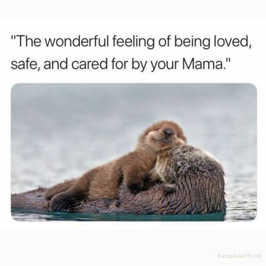 Funny Daily Memes For You Funny Daily Memes For You