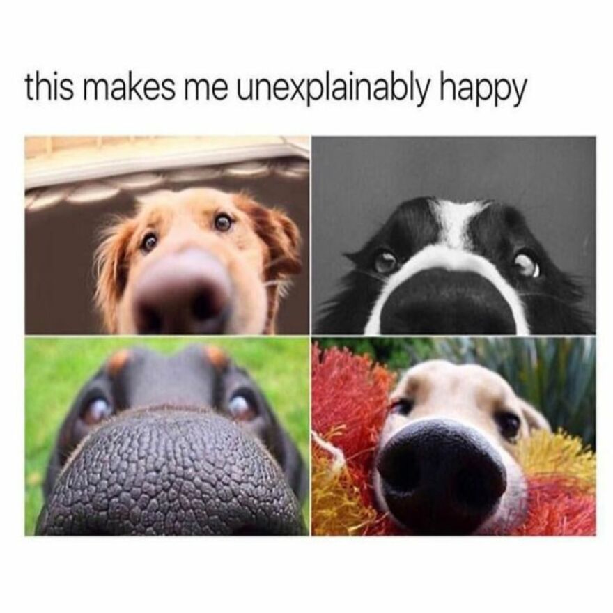 Funny Daily Memes For You Funny Daily Memes For You