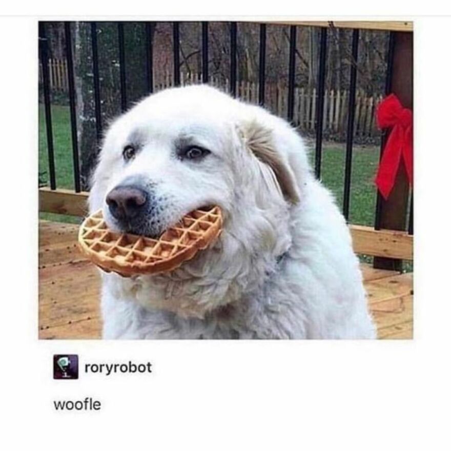 Funny Daily Memes For You Funny Daily Memes For You