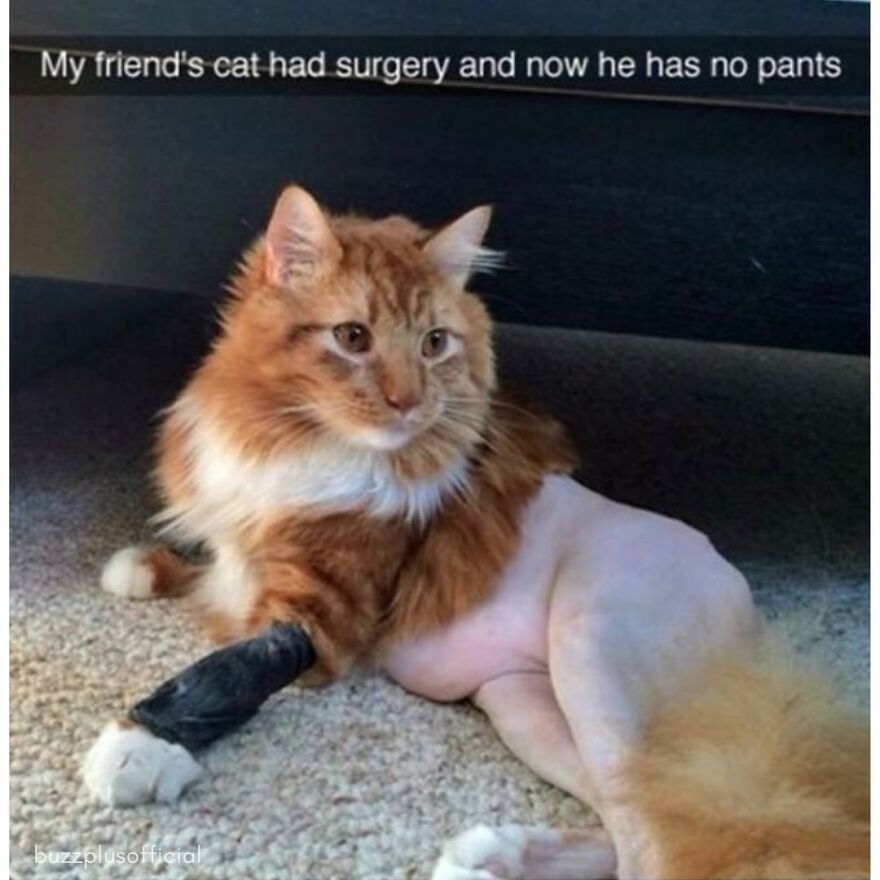 Funny Daily Memes For You Funny Daily Memes For You