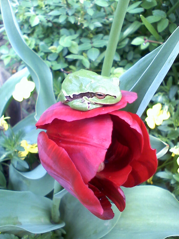 Treefrog On A Tulip Flower
