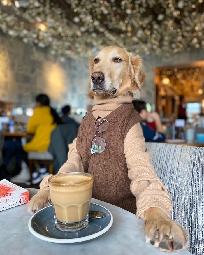 This Adorable Golden Retriever Dog Enjoys Making New Friends On Train Rides This Adorable Golden Retriever Dog Enjoys Making New Friends On Train Rides