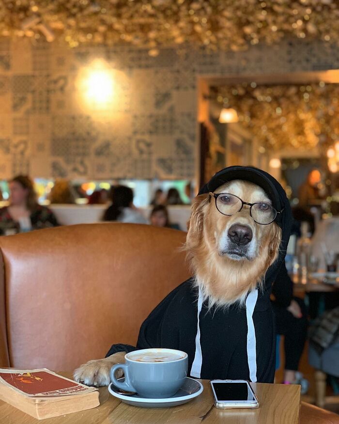 This Adorable Golden Retriever Dog Enjoys Making New Friends On Train Rides This Adorable Golden Retriever Dog Enjoys Making New Friends On Train Rides