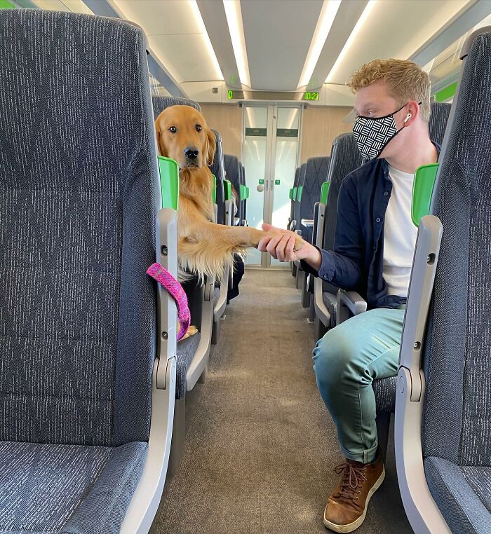 This Adorable Golden Retriever Dog Enjoys Making New Friends On Train Rides