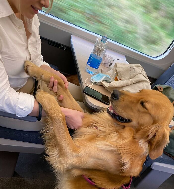 This Adorable Golden Retriever Dog Enjoys Making New Friends On Train Rides This Adorable Golden Retriever Dog Enjoys Making New Friends On Train Rides