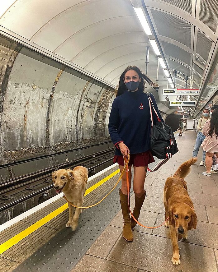 This Adorable Golden Retriever Dog Enjoys Making New Friends On Train Rides This Adorable Golden Retriever Dog Enjoys Making New Friends On Train Rides