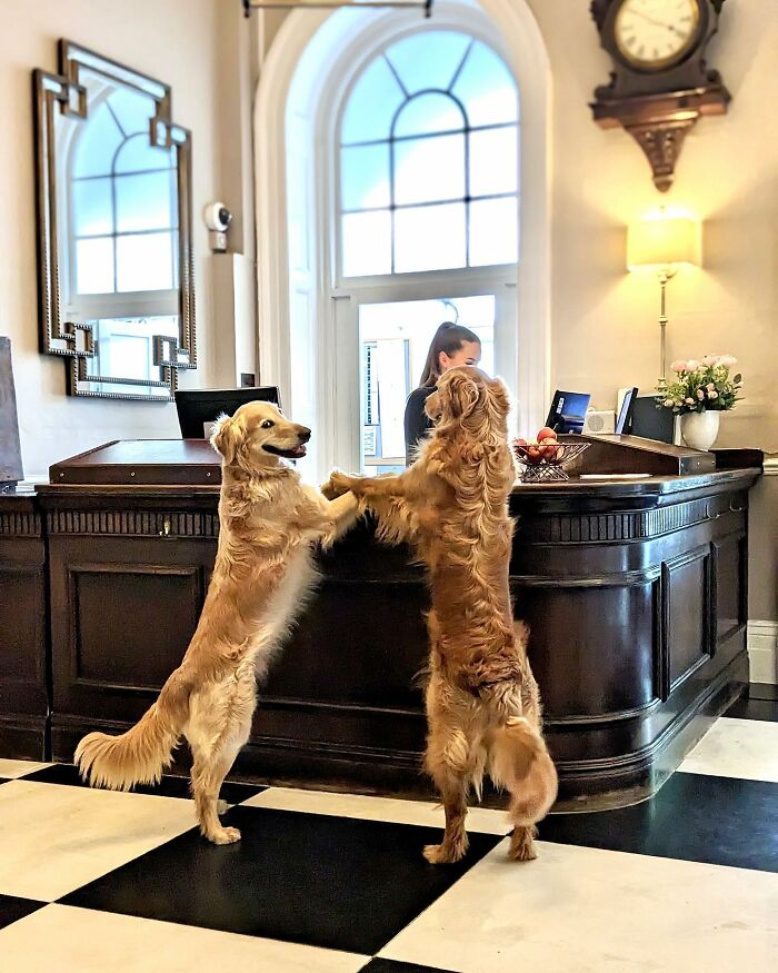 This Adorable Golden Retriever Dog Enjoys Making New Friends On Train Rides This Adorable Golden Retriever Dog Enjoys Making New Friends On Train Rides
