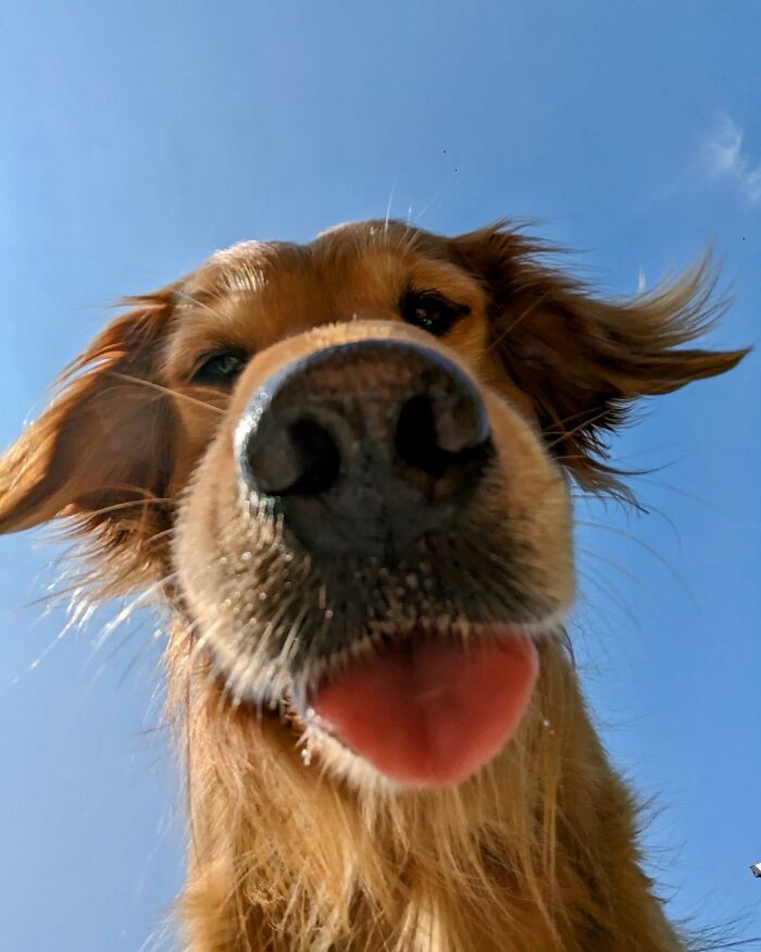 This Adorable Golden Retriever Dog Enjoys Making New Friends On Train Rides This Adorable Golden Retriever Dog Enjoys Making New Friends On Train Rides