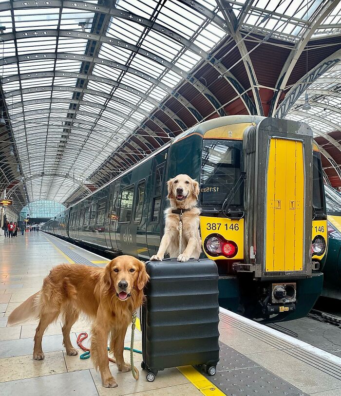 This Adorable Golden Retriever Dog Enjoys Making New Friends On Train Rides This Adorable Golden Retriever Dog Enjoys Making New Friends On Train Rides