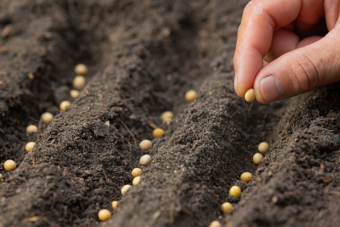 Person planting seeds 